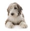 Puppy bearded collie