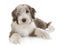 Puppy bearded collie