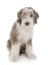 Puppy bearded collie