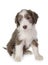 Puppy bearded collie