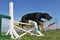 Puppy beauceron in agility