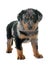 Puppy beauceron in studio