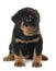 Puppy beauceron in studio