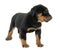 Puppy beauceron in studio