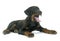 Puppy beauceron in studio