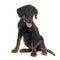 Puppy beauceron in studio