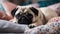 puppy in bed A forlorn pug puppy with big, soulful eyes, sitting amidst a pile of soft, colorful pillows,