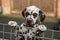 Puppy behind a fence