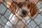 Puppy behind a fence.