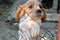 Puppy behind a fence.