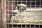 Puppy behind fence