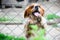 Puppy behind a fence.