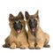 Puppy Belgian Tervuren