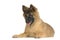 Puppy Belgian Tervuren