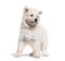 Puppy Berger Blanc Suisse, isolated