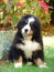 Puppy of the Bernese Bouvier