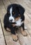 Puppy Bernese Mountain Dog