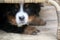 Puppy Bernese Mountain Dog