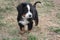 Puppy Bernese Mountain Dog