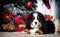 Puppy of bernese mountain dog