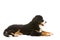 Puppy bernese mountain dog