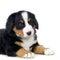 Puppy Bernese mountain dog