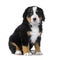 Puppy Bernese mountain dog