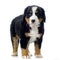 Puppy Bernese mountain dog