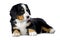 Puppy Bernese mountain dog