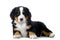 Puppy Bernese mountain dog