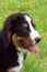 Puppy Bernese mountain dog