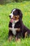 Puppy Bernese mountain dog