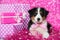 Puppy with a big pink gifts