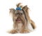 Puppy biro yorkshire terrier