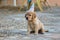 Puppy With Birthday Hat Sitting on Ground. Generative AI