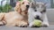 A puppy biting a tennis ball