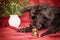 Puppy of black dog is sniffing golden Christmas bulbs