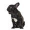 Puppy Black French bulldog sitting and looking away