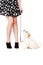 Puppy on a black lead next to a woman\'s legs