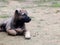 Puppy with black nose and mouth portraits on rural country ground floor outdoor