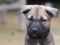 Puppy with black nose and mouth portraits on rural country ground floor outdoor