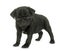 Puppy black pug