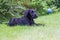 Puppy of Black Schnauzer dog is watching a flying ball