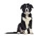 puppy border collie dog, 3 months old, sitting, isolated on whit