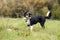 Puppy border collie playing with rope toy