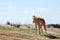 Puppy borzoi walks outdoor at summer day