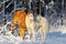 Puppy borzoi walks outdoor at winter day