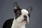 Puppy Boston Terrier portrait in a grey photo studio