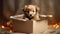 Puppy in a box is a gift for Christmas, the