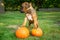 A puppy boxer standing on two pumpkins
